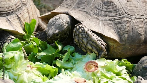 African spurred tortoise (Centrochelys sulcata) eating lettuce photo