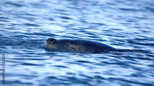 Leopard seal (Hydrurga leptonyx) swimming at Cierva Cove, Antarctica © Angela