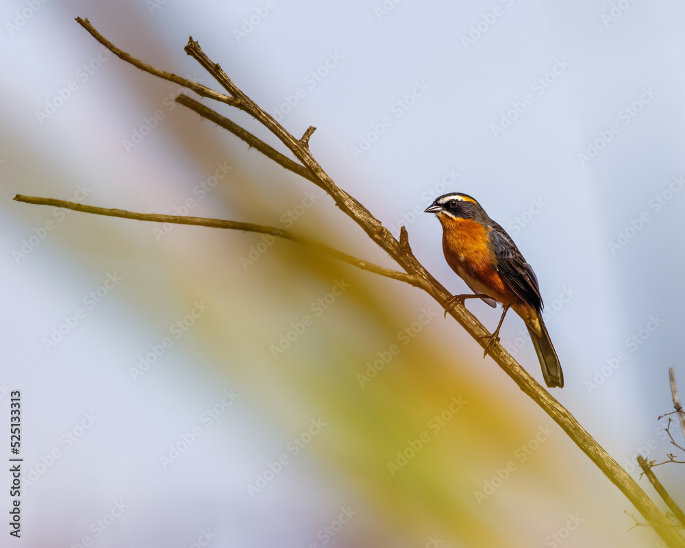 A small songbird sunbathing perched on a tree branch on a sunny winter morning A small songbird sunbathing perched on a tree branch on a sunny winter morning