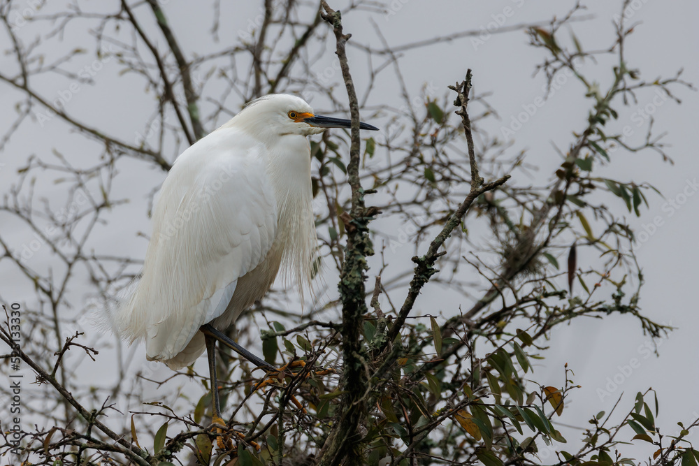 An egret perched on a tree branch on a cold winter day An egret perched on a tree branch on a cold winter day