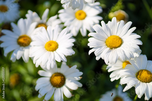 Large white Chamomiles in the backyard. Chamomile flowers on a meadow in summer. Beauty in nature. Flowering. Selective focus