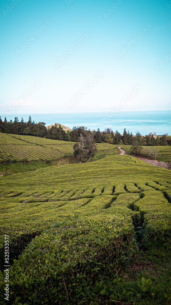 Fototapeta premium Tea terraces Azores island