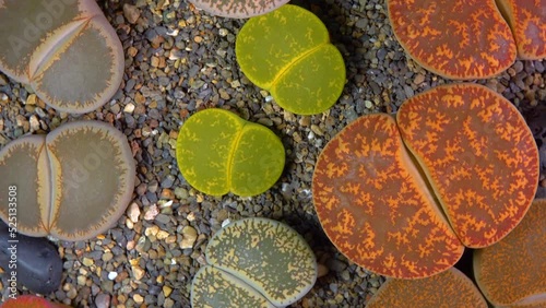 Mesembs (Lithops lesliei) South African plant from Namibia in the botanical collection of supersucculent plants photo