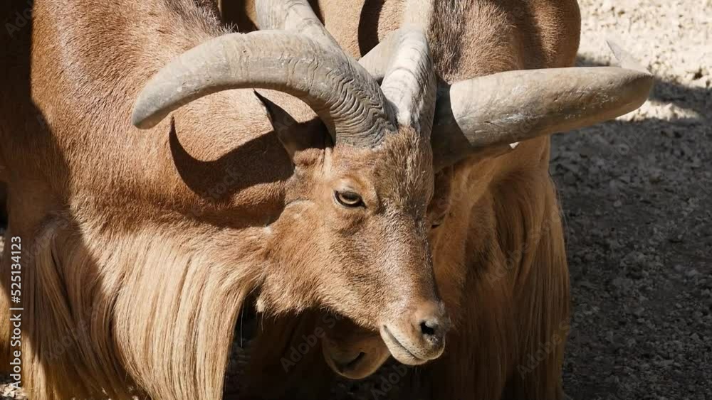 Barbary sheep (Ammotragus lervia) males are having a duel in captivity, close-up Barbary sheep (Ammotragus lervia) males are having a duel in captivity, close-up
