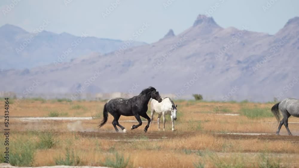 Male wild horse starts to run at other as it stops from getting kicked by the other horse along the Pony Express Trail in Utah. Male wild horse starts to run at other as it stops from getting kicked by the other horse along the Pony Express Trail in Utah.
