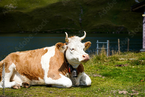 Vaca con moscas en la cara descansando en un prado verde en un valle de Suiza photo