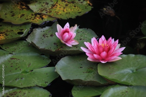 Moody Pink Water Lily