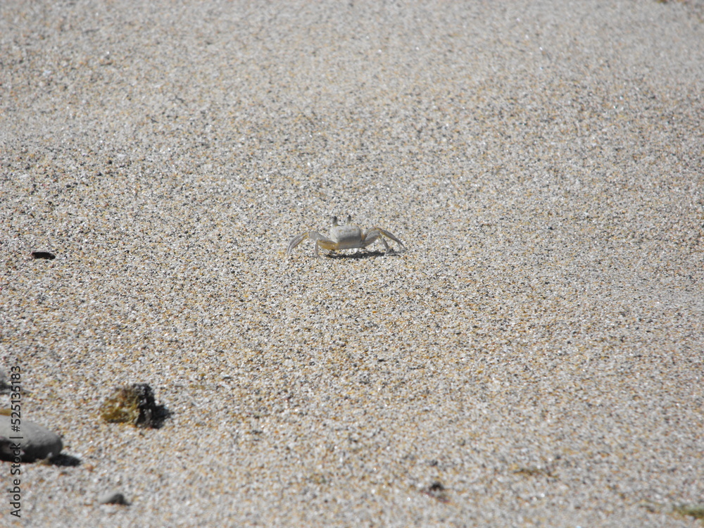Atlantic Ghost Crab on Maria's Beach Rincon, Puerto Rico Atlantic Ghost Crab on Maria's Beach Rincon, Puerto Rico