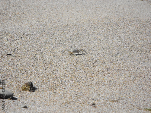 Atlantic Ghost Crab on Maria s Beach Rincon  Puerto Rico