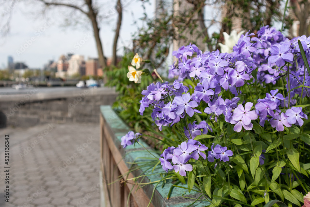 Closeup of Beautiful Purple Flowers at  a Park in Tribeca of New York City during Spring