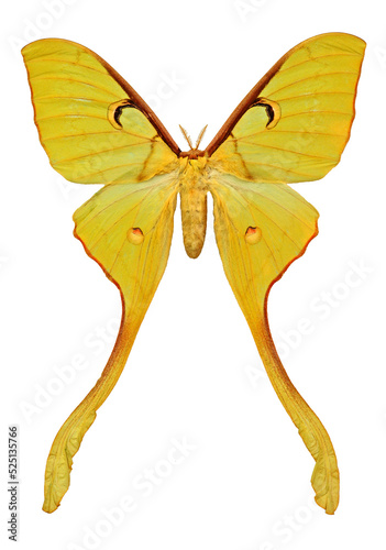 Actias maenas diana (female)
Butterfly. Entomology In White Background