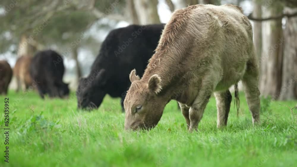 Cows in a field grazing on grass, eating pasture in a meadow. Murray grey beef cow close up in spring Cows in a field grazing on grass, eating pasture in a meadow. Murray grey beef cow close up in spring