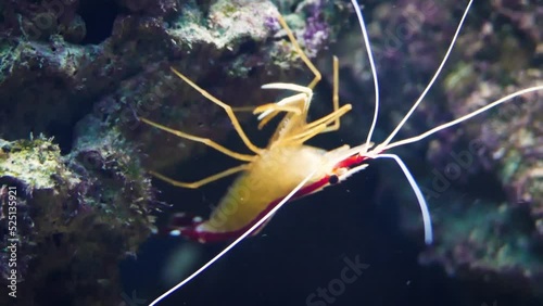 A beautiful Pacific cleaner shrimp (Lysmata amboinensis), close-up