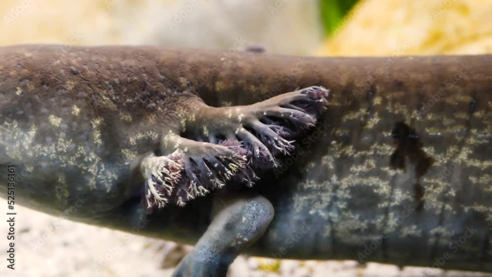Vidéo Stock Greater siren (Siren lacertina) gills, a strange type of
