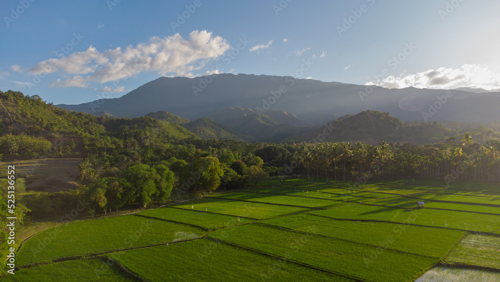 Aerial view of rice fields, Aceh, Indonesia.