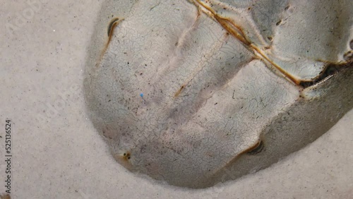 Atlantic horseshoe crab (Limulus polyphemus) in the sand, close-up photo