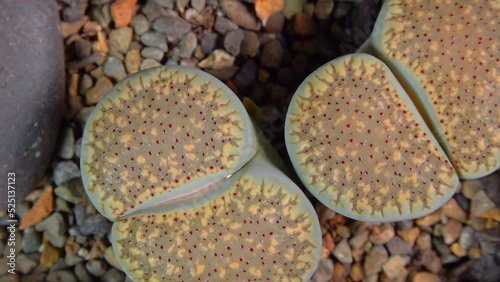 Mesembs (Lithops verruculosa) South African plant from Namibia in the botanical collection of supersucculent plants photo