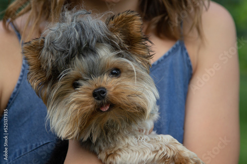 mini yorkshire terrier sits in the hands of the hostess, the girl holds a cute puppy, muzzle close-up, portrait of a dog ,mini yorkshire terrier, girl, puppy and his mistress, place for text