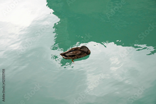 Pato marrón descansando sobre aguas de un lago verde