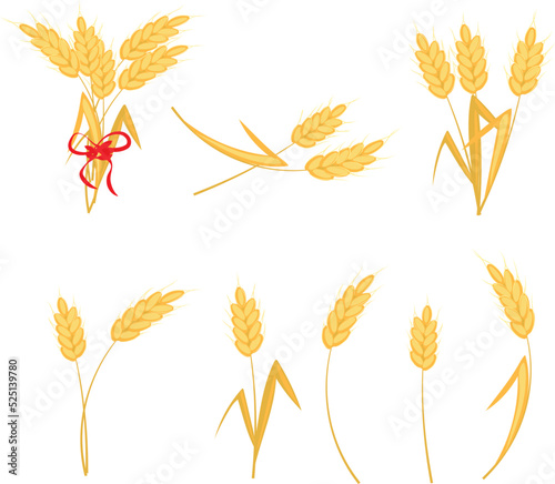 Set of ears of wheat. Sheaf of wheat. High quality vector illustration.