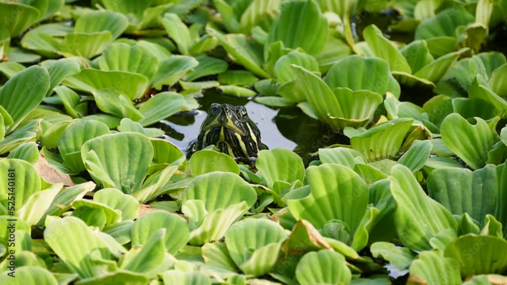 Red-eared slider (Trachemys scripta elegans) in a pond covered with water cabbage Red-eared slider (Trachemys scripta elegans) in a pond covered with water cabbage