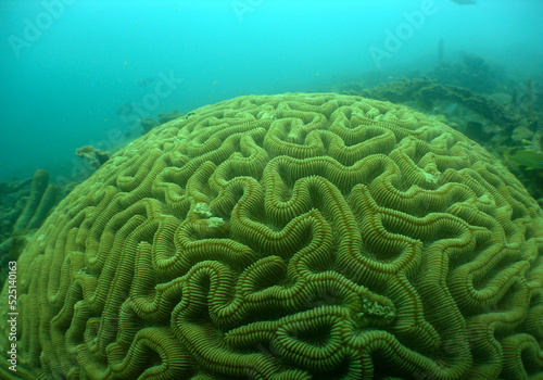 underwater scene , coral reef , caribbean sea , Venezuela