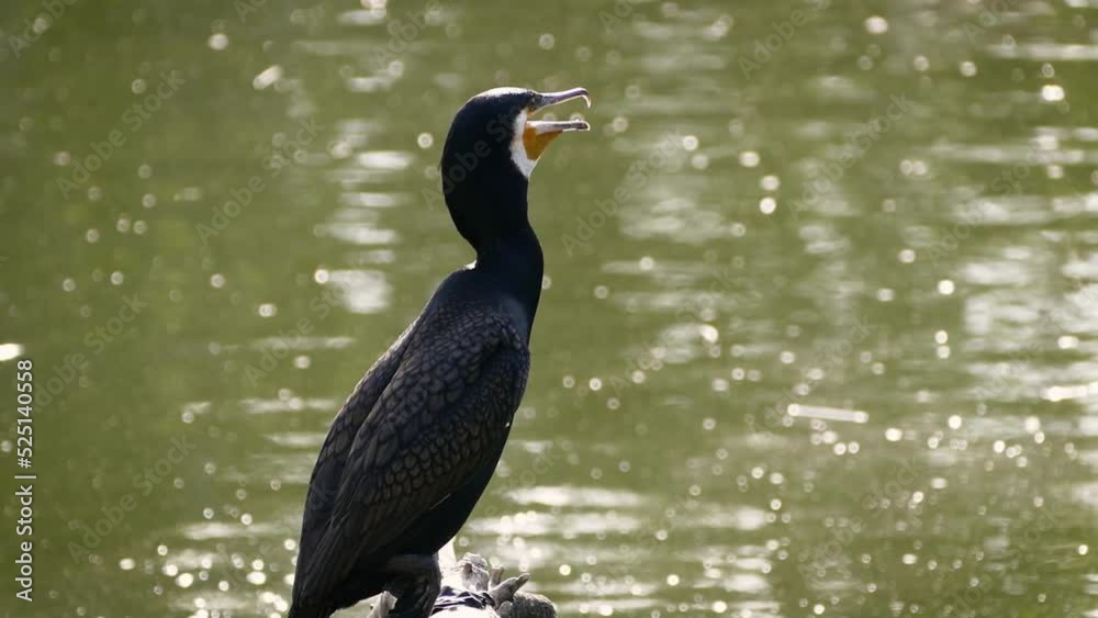 Great cormorant (Phalacrocorax carbo) on a lake