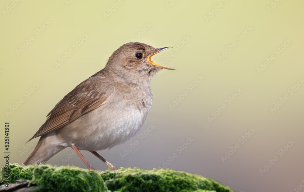 Thrush nightingale, Luscinia luscinia. A bird sings on an old log covered with moss Thrush nightingale, Luscinia luscinia. A bird sings on an old log covered with moss
