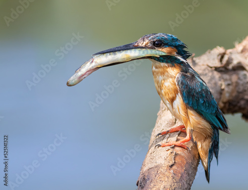 Fotografering Сommon kingfisher, Alcedo atthis