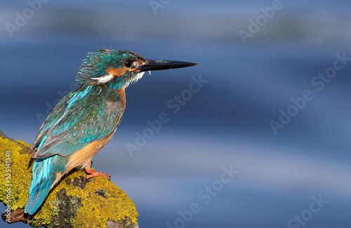 Сommon kingfisher, Alcedo atthis. The male sits on a beautiful branch above the water
