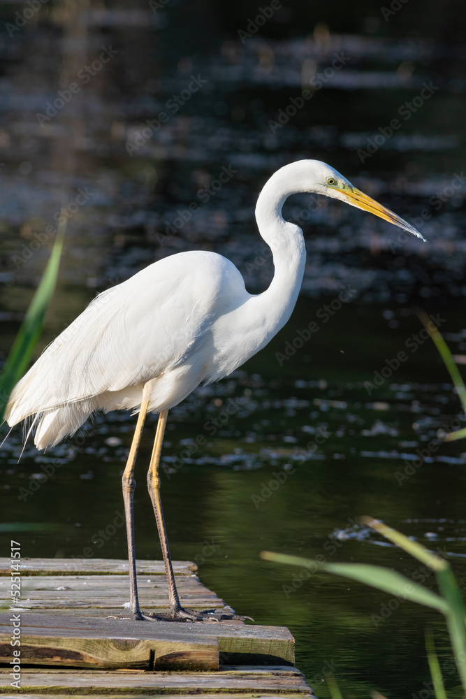 Great egret, Ardea alba. A bird stands on a wooden bridge on the bank of a river and looks into the water, waiting for prey Great egret, Ardea alba. A bird stands on a wooden bridge on the bank of a river and looks into the water, waiting for prey