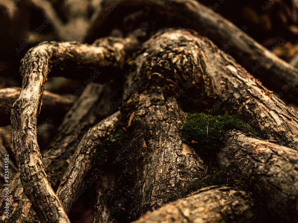 Bare roots with intricate shapes, with some green moss. Warm autumn and winter earthy colors. Bare roots with intricate shapes, with some green moss. Warm autumn and winter earthy colors.
