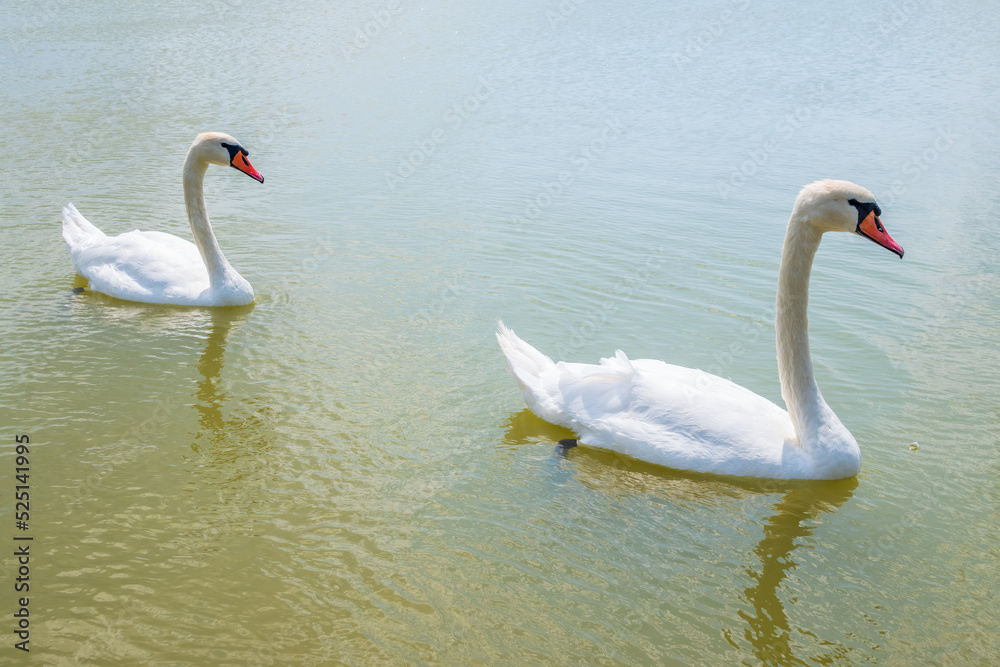 Fototapeta premium Two Graceful white Swans swimming in the lake, swans in the wild