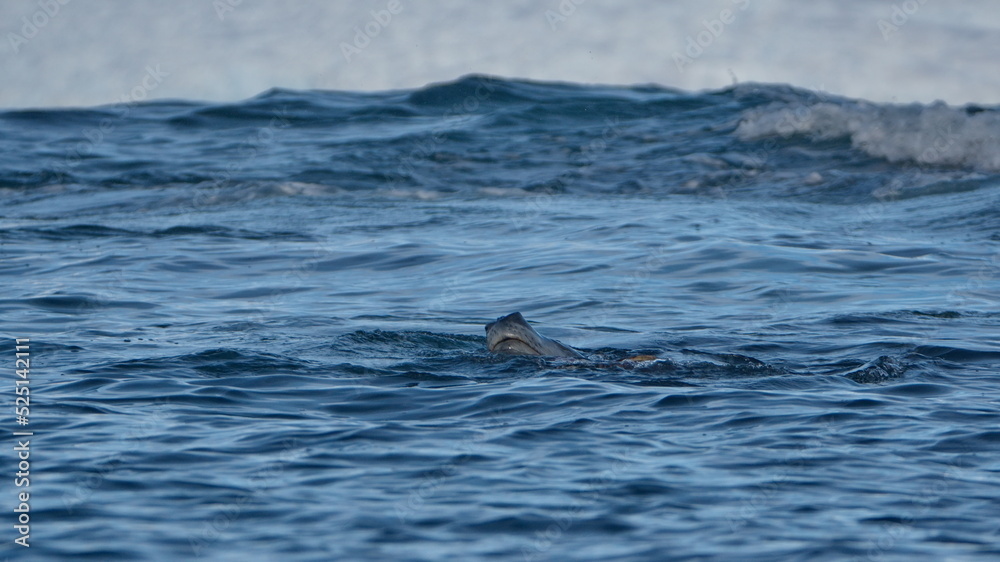 Leopard seal (Hydrurga leptonyx) hunting a penguin at Cierva Cove, Antarctica