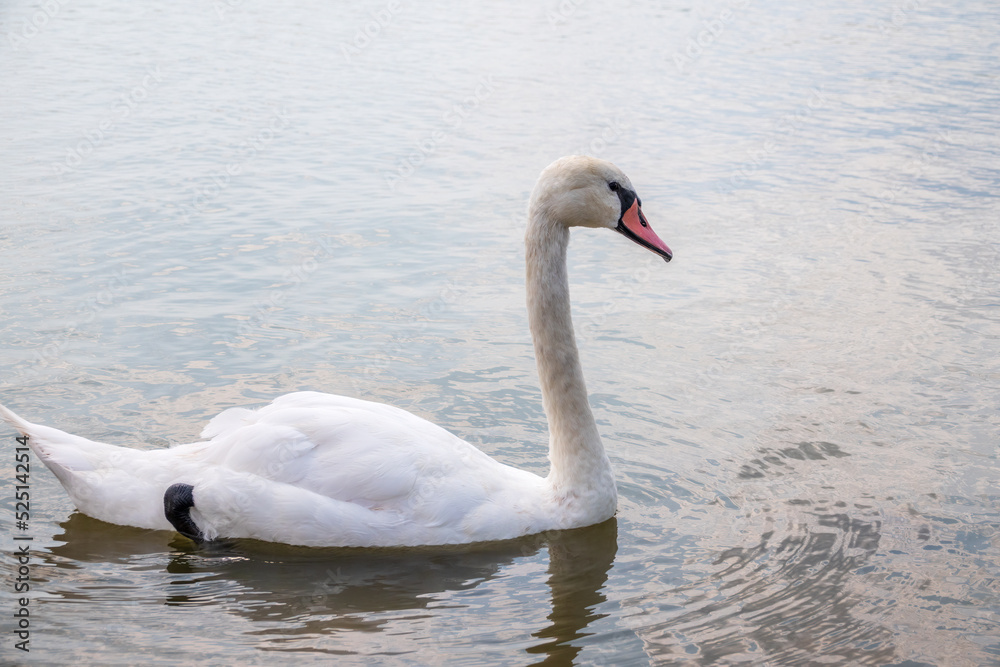 Graceful white Swan swimming in the lake, swans in the wild. Portrait of a white swan swimming on a lake.