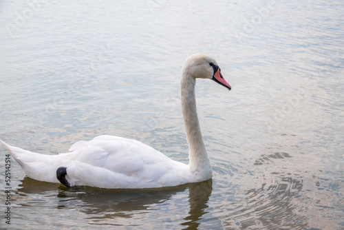 Graceful white Swan swimming in the lake  swans in the wild. Portrait of a white swan swimming on a lake.