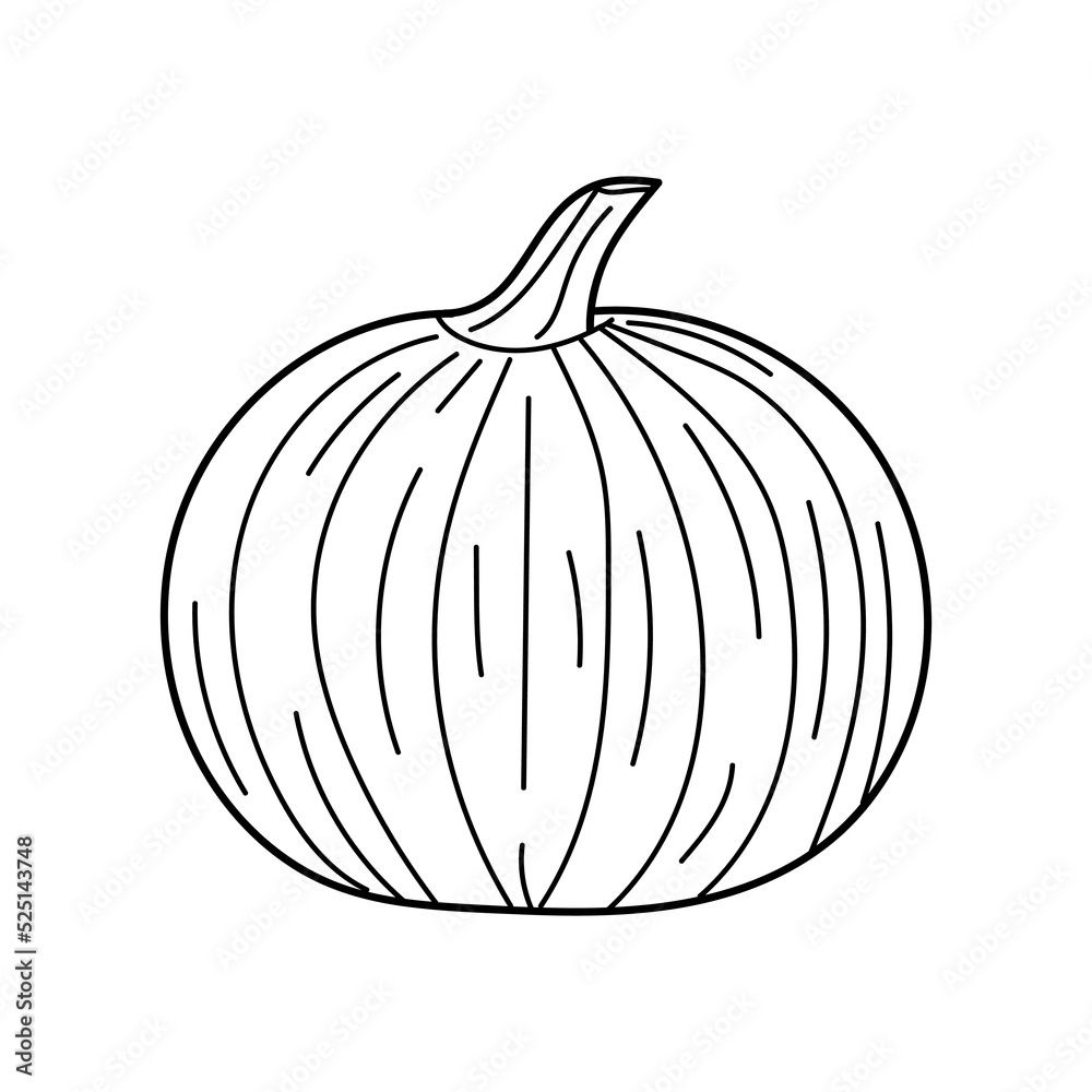 Linear Pumpkin. Hand drawn Pumpkin isolated on white background. Detailed vegetarian food. Farm market product. Illustration for design logo, menu, label, icon, stamp etc Linear Pumpkin. Hand drawn Pumpkin isolated on white background. Detailed vegetarian food. Farm market product. Illustration for design logo, menu, label, icon, stamp etc