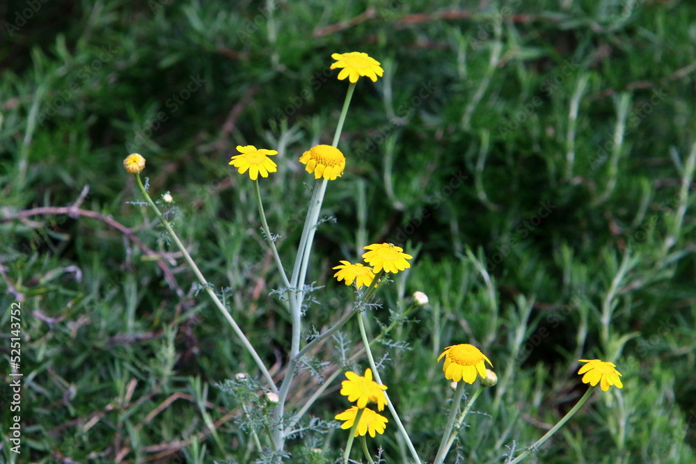 Summer flowers in a city park in northern Israel.