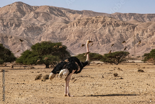 Ostrich in Hay-Bar Yotvata Nature Reserve, Israel
