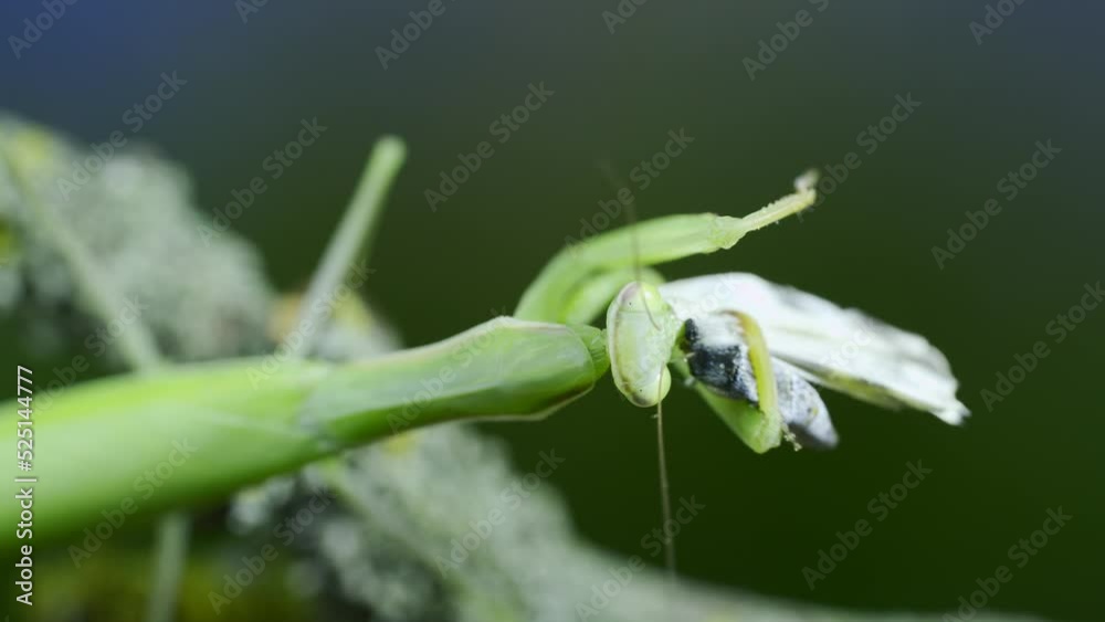Closeup portrait of Green praying mantis sits on tree branch and eats captured butterfly. European mantis (Mantis religiosa) and Eastern Bath white butterfly (Pontia edusa) Closeup portrait of Green praying mantis sits on tree branch and eats captured butterfly. European mantis (Mantis religiosa) and Eastern Bath white butterfly (Pontia edusa)