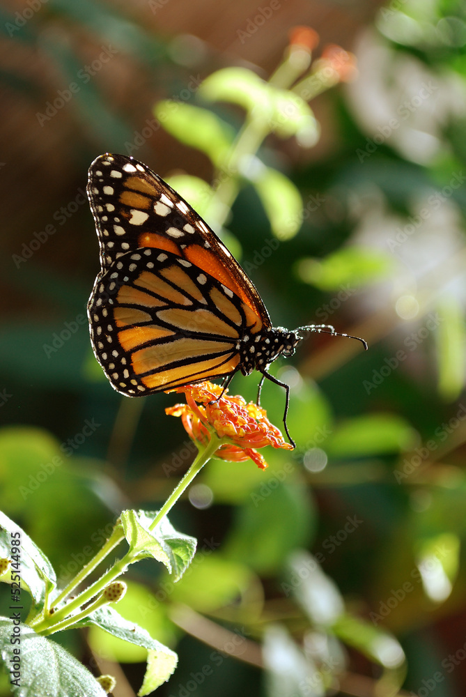 farfalla su fiore farfalla su fiore