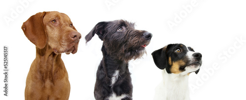  Proffile banner three dogs looking away in a row. Isolated on white or gray background