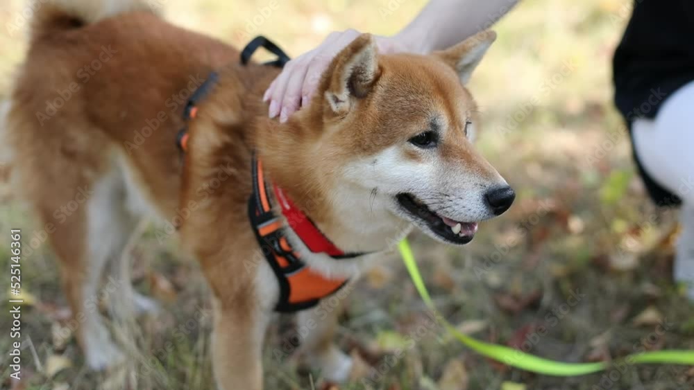 Close up young girl millenial  women's hand petting pure breed Japanese shiba inu red fluffy on a leash ammunition dog. Human and animal friendship. 