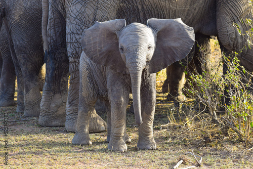 Photography Baby elephant with large ears and legs of the herd visible in the background in