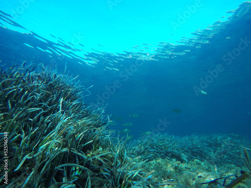 underwater landscape of the Mediterranean Sea  photo