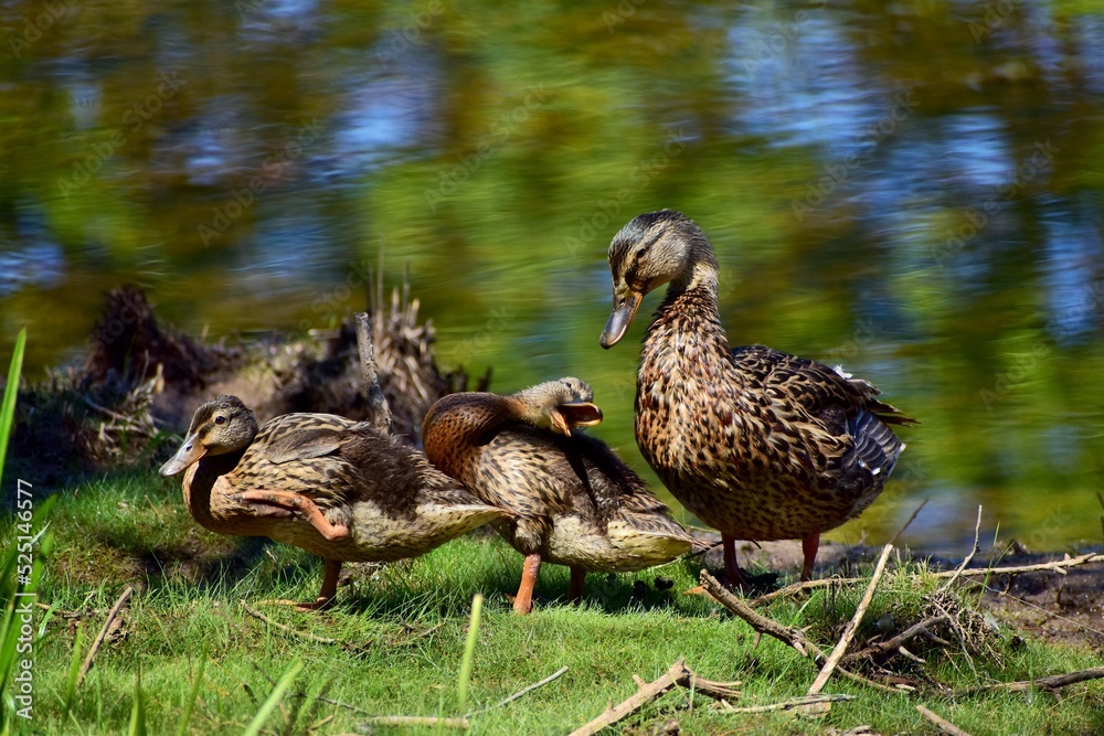 Duck and ducklings Duck and ducklings