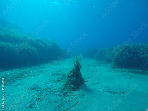 underwater landscape of the Mediterranean Sea  photo