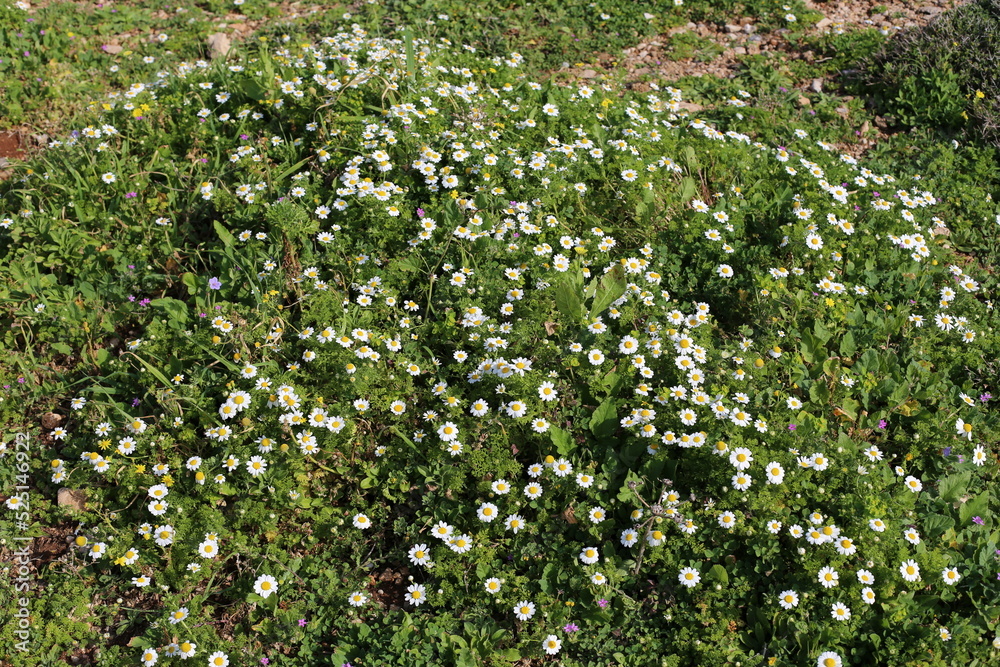 Summer flowers in a city park in northern Israel. Summer flowers in a city park in northern Israel.