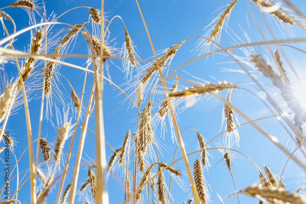 Grain crops on field against blue sky. View below of grains crop on field. Harvest wheat, barley, rye as trend blurred background. Ripe ears of cereals at sunlight, aesthetic landscape - obrazy, fototapety, plakaty 