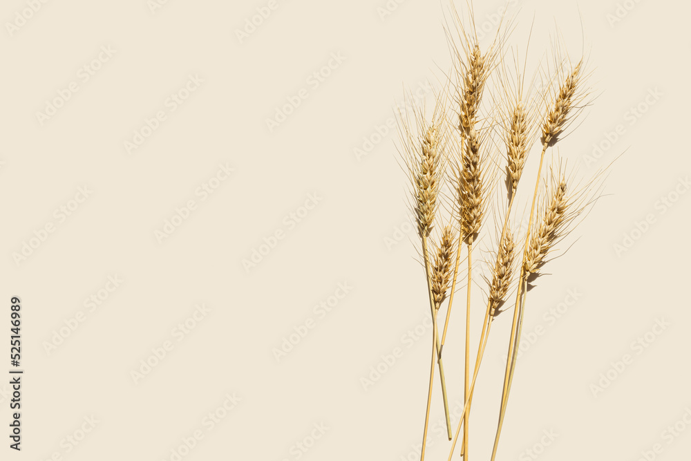 Obraz premium Flat lay with dry ears of wheat with awns on beige background with empty space. Top view ears of cereal crops, wheat grain crop, harvest concept, minimal design, cereals plant with hard shadow